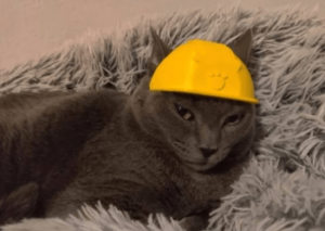 Cats with Hard Hats